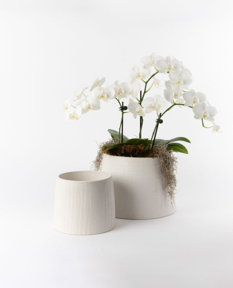 SUKI POT ETCHED in White by Papaya Homewares